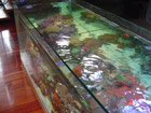 Rock pool aquarium