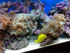 Saltwater aquarium