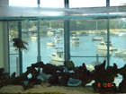 See through aquarium/room divider