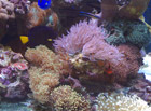 Soft corals