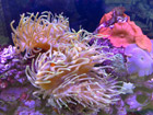 Splitting anenome