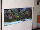 Temporary in wall aquarium